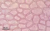 5 - Cellule della lamina in visione superficiale